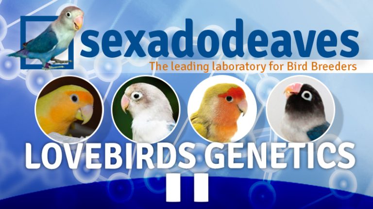 Lovebirds genetics dna sexing